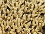3 - Dettaglio delle ramificazioni apicali